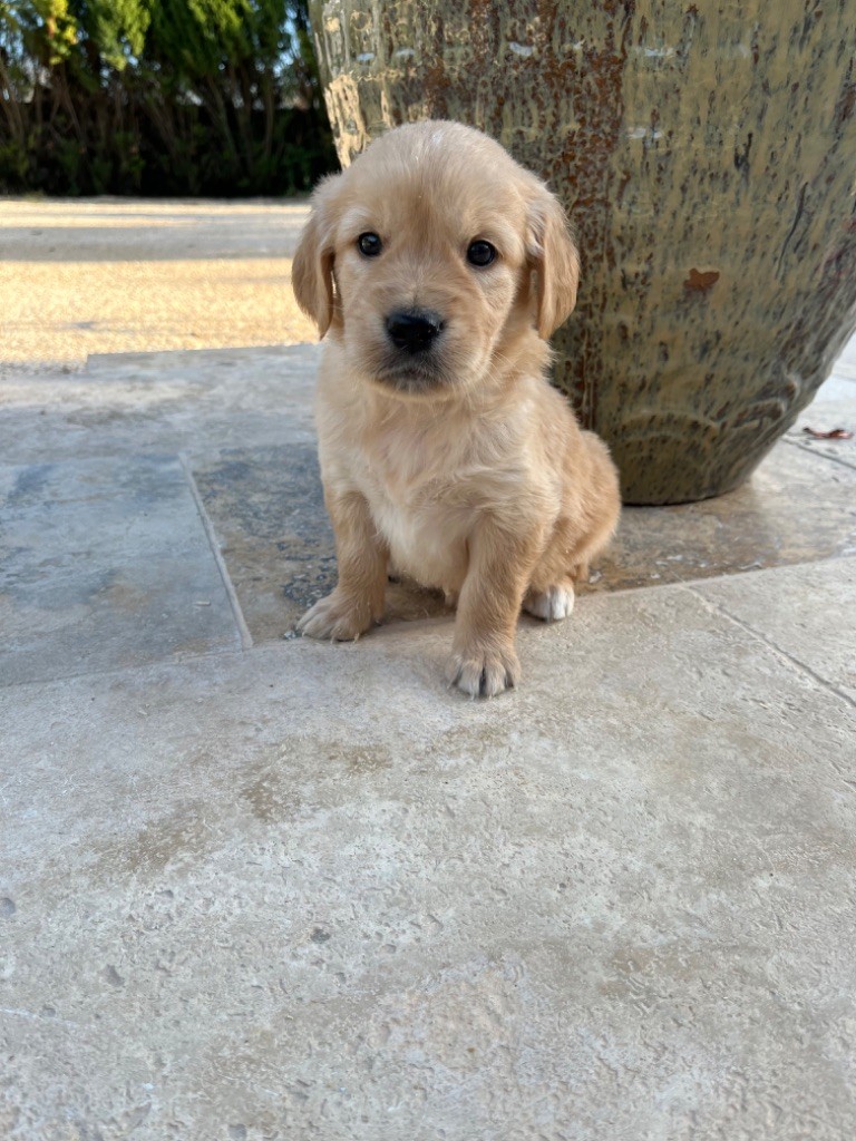 Verann Dolce - Chiot disponible  - Golden Retriever