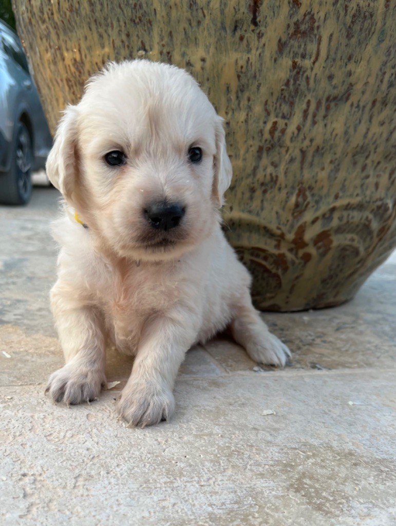 Verann Dolce - Chiot disponible  - Golden Retriever