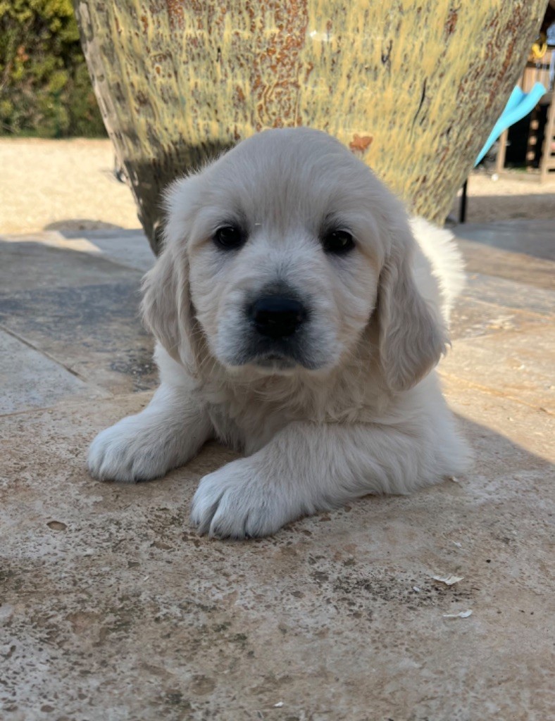 Verann Dolce - Chiot disponible  - Golden Retriever