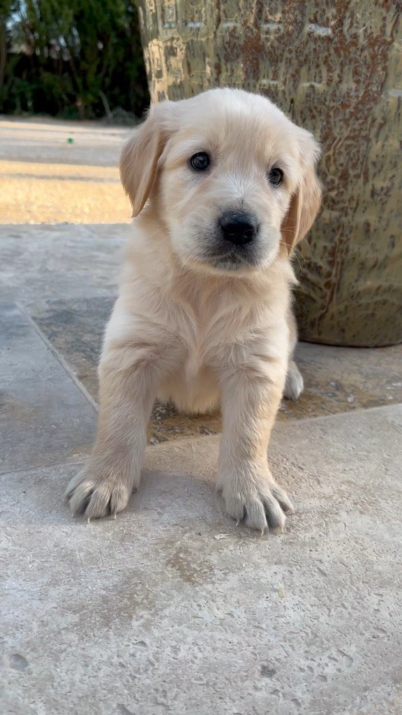 Verann Dolce - Chiot disponible  - Golden Retriever