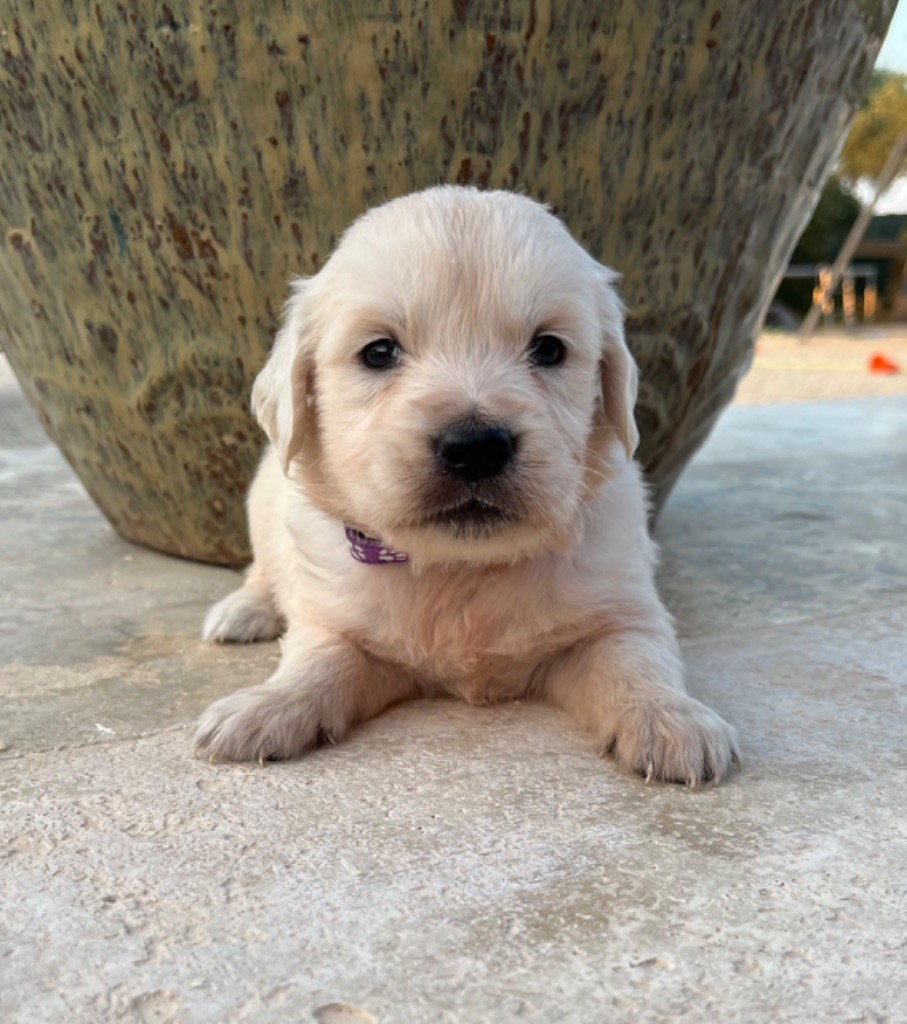 Verann Dolce - Chiot disponible  - Golden Retriever