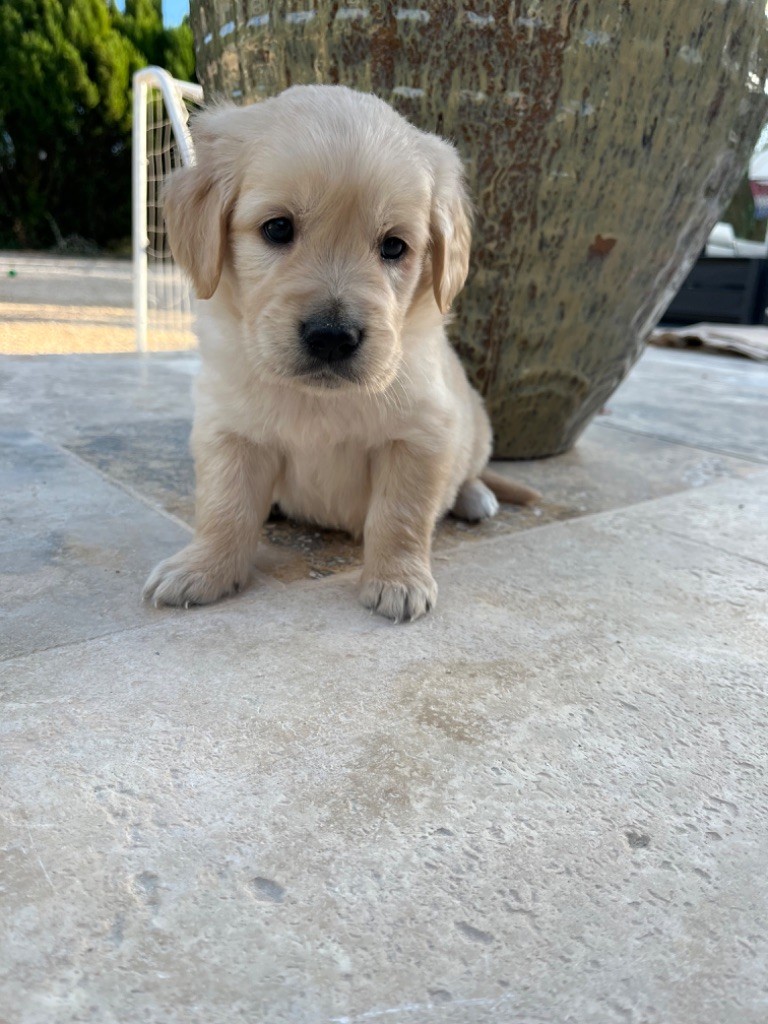 Verann Dolce - Chiot disponible  - Golden Retriever