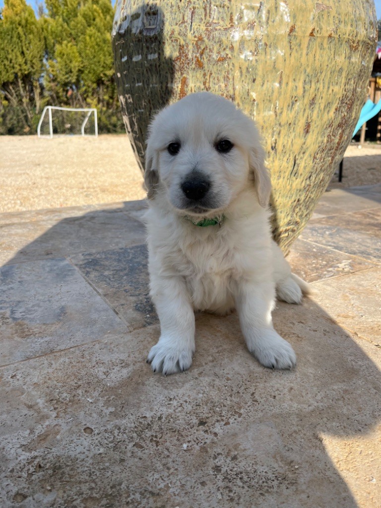 Verann Dolce - Chiot disponible  - Golden Retriever