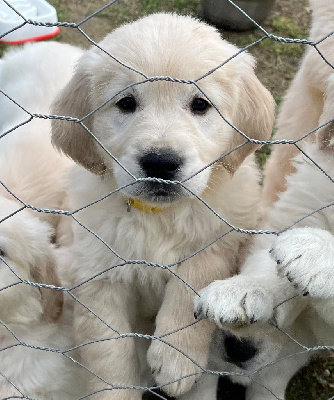 CHIOT 1 collier jaune