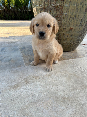 Verann Dolce - Golden Retriever - Portée née le 13/08/2024