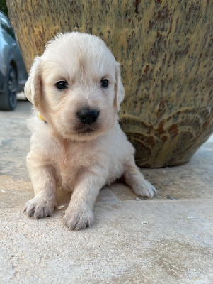 Verann Dolce - Golden Retriever - Portée née le 22/07/2024