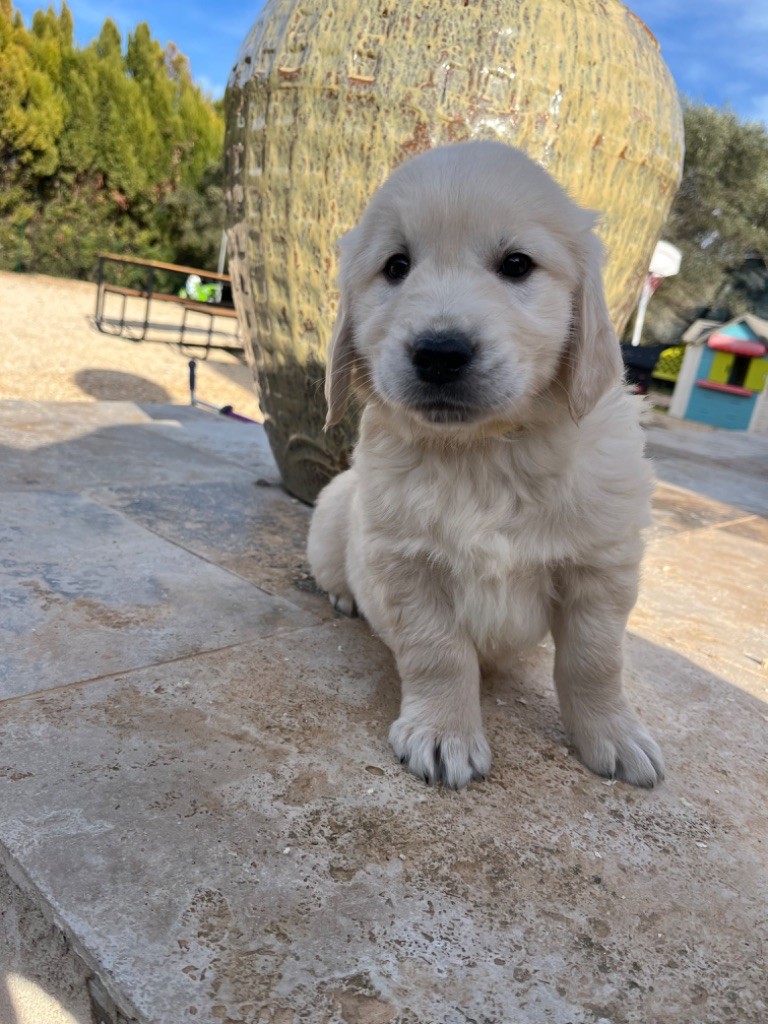 Verann Dolce - Chiot disponible  - Golden Retriever