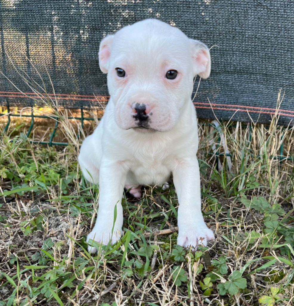 Verann Dolce - Chiot disponible  - Staffordshire Bull Terrier