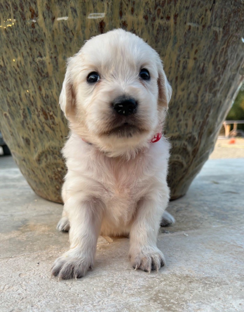 Verann Dolce - Chiot disponible  - Golden Retriever