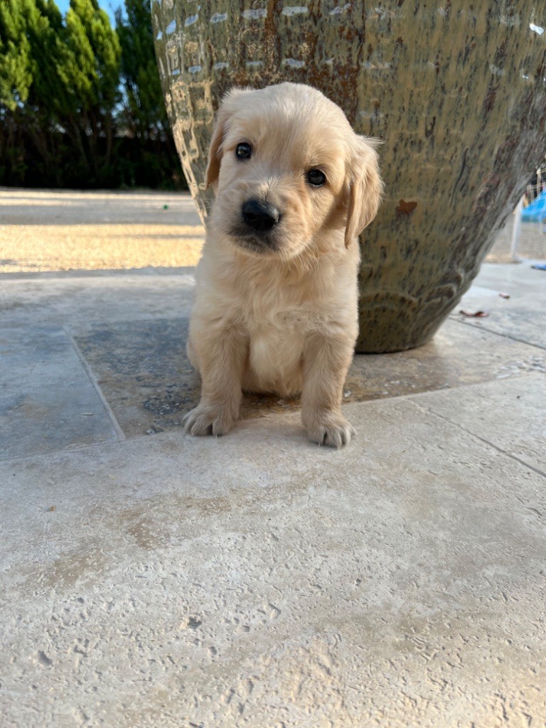 Verann Dolce - Chiot disponible  - Golden Retriever