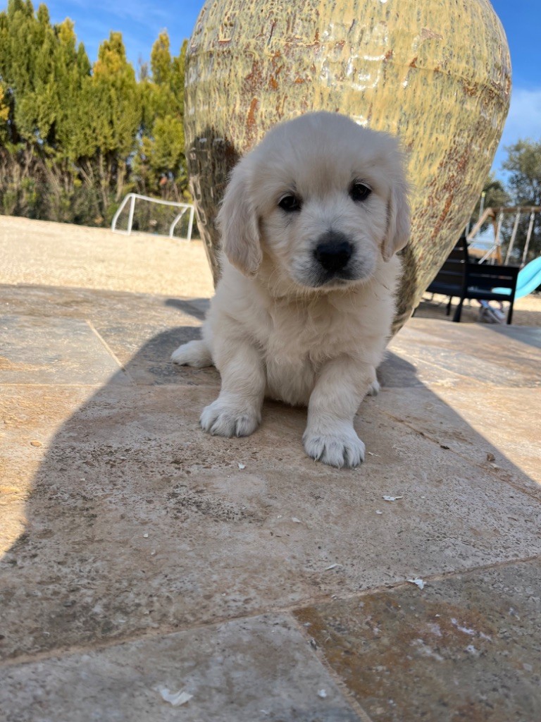 Verann Dolce - Chiot disponible  - Golden Retriever