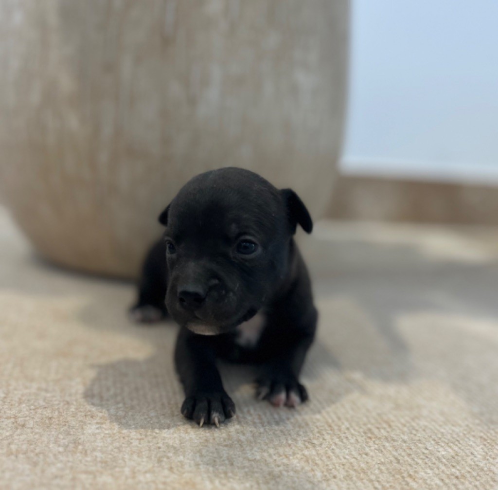 Verann Dolce - Chiots disponibles - Staffordshire Bull Terrier