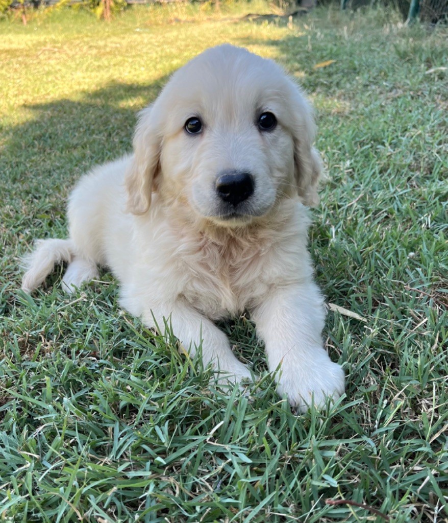 Verann Dolce - Chiots disponibles - Golden Retriever