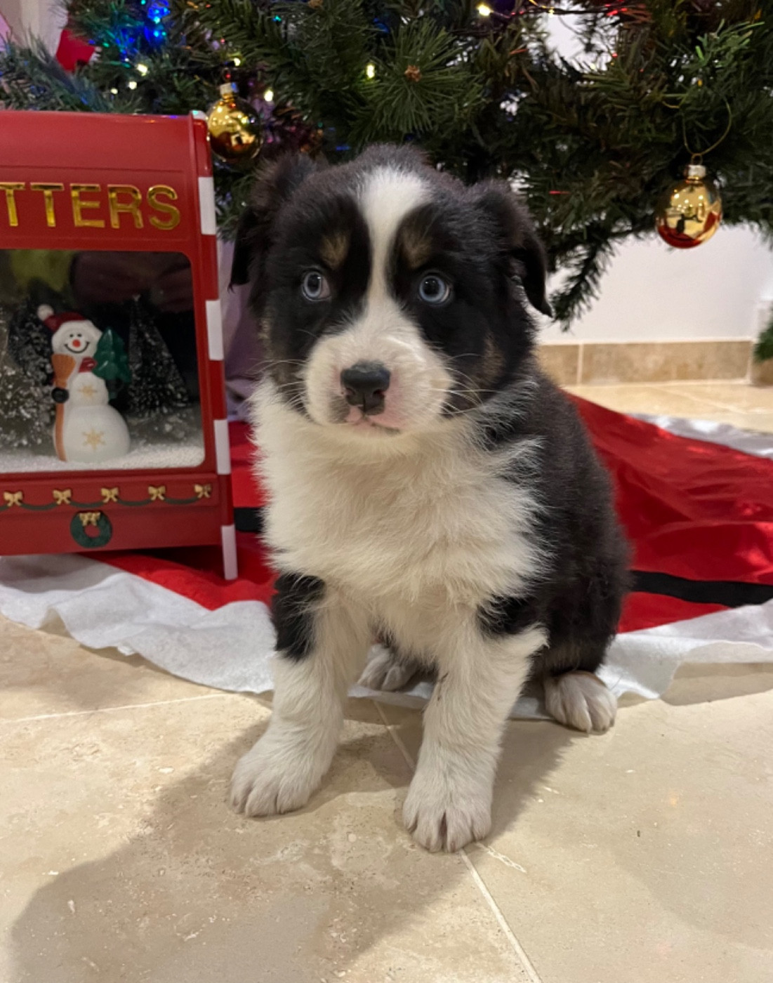 Verann Dolce - Chiots disponibles - Berger Australien