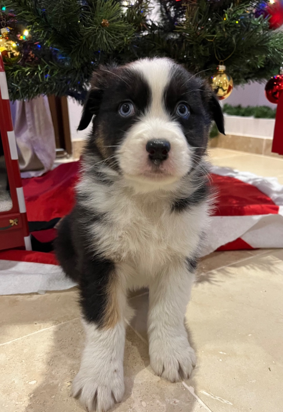 Verann Dolce - Chiots disponibles - Berger Australien