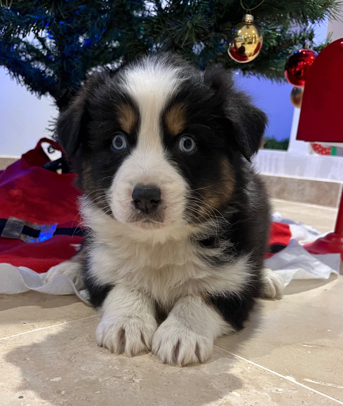 Verann Dolce - Chiots disponibles - Berger Australien