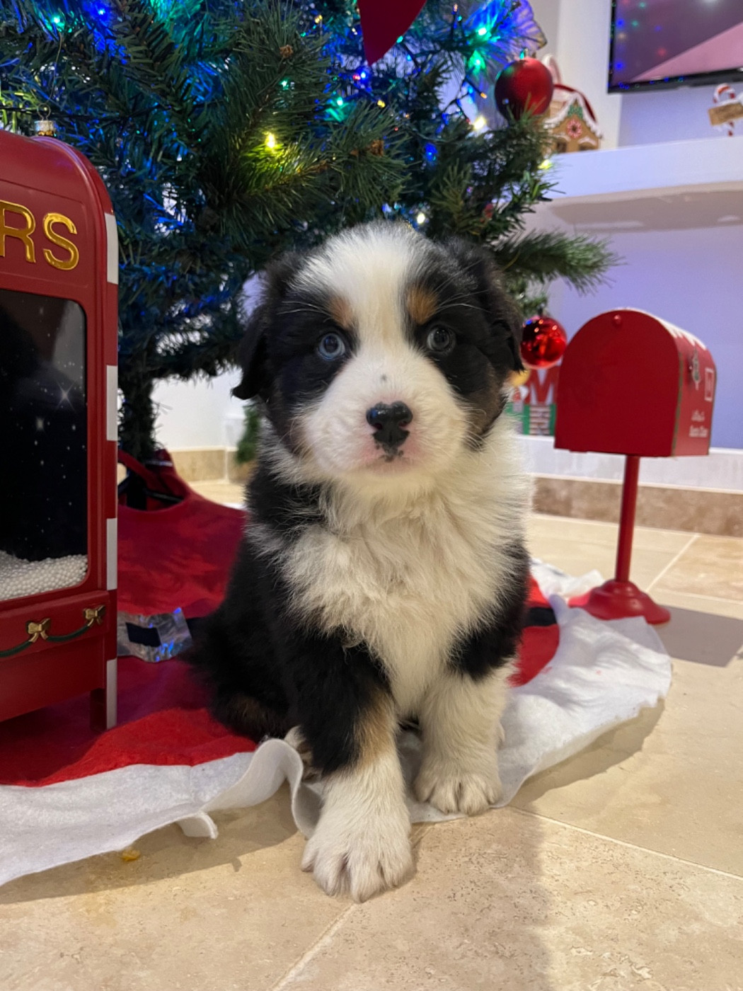 Verann Dolce - Chiots disponibles - Berger Australien