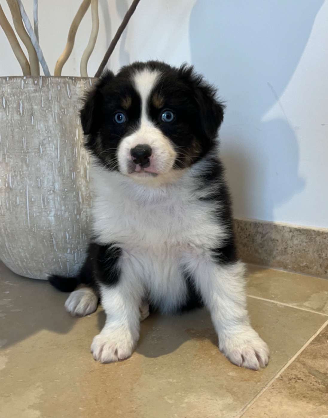 Verann Dolce - Chiots disponibles - Berger Australien