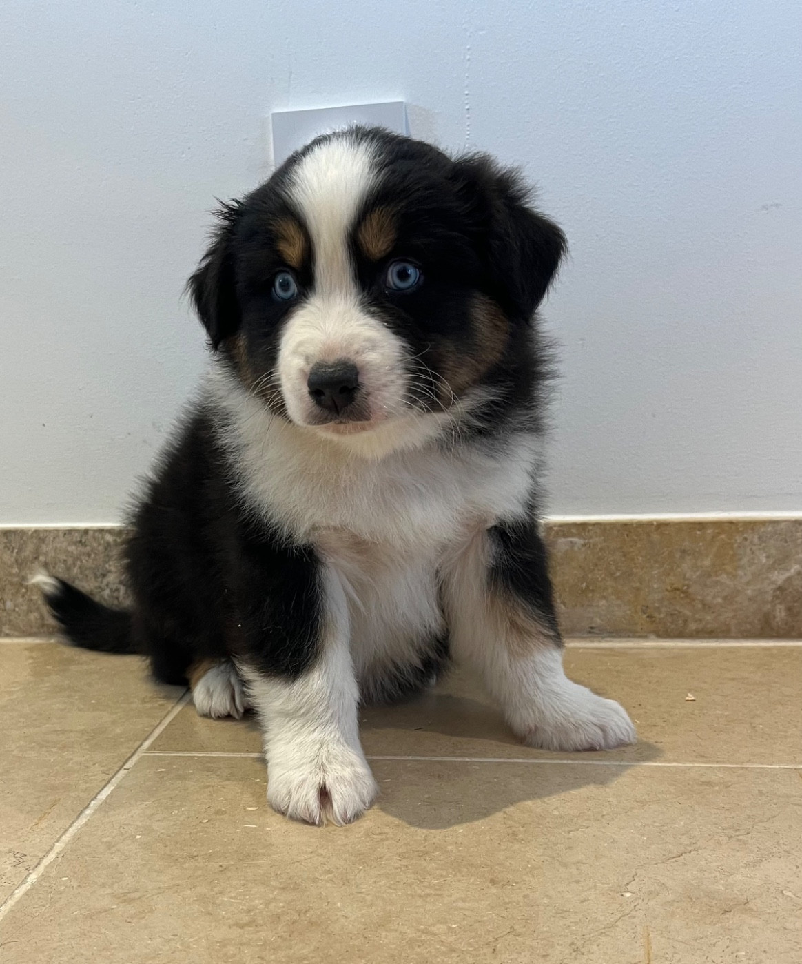 Verann Dolce - Chiots disponibles - Berger Australien