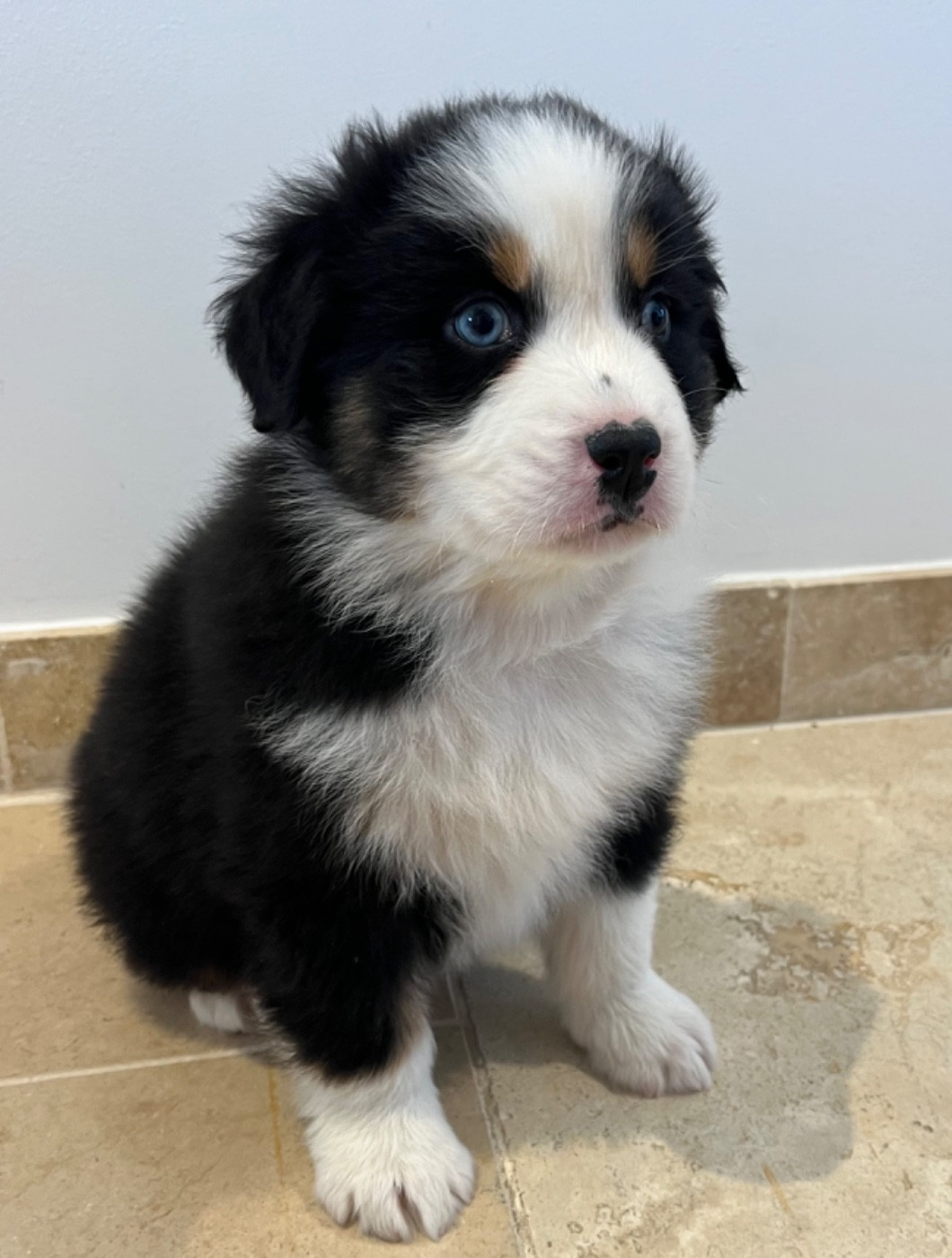 Verann Dolce - Chiots disponibles - Berger Australien