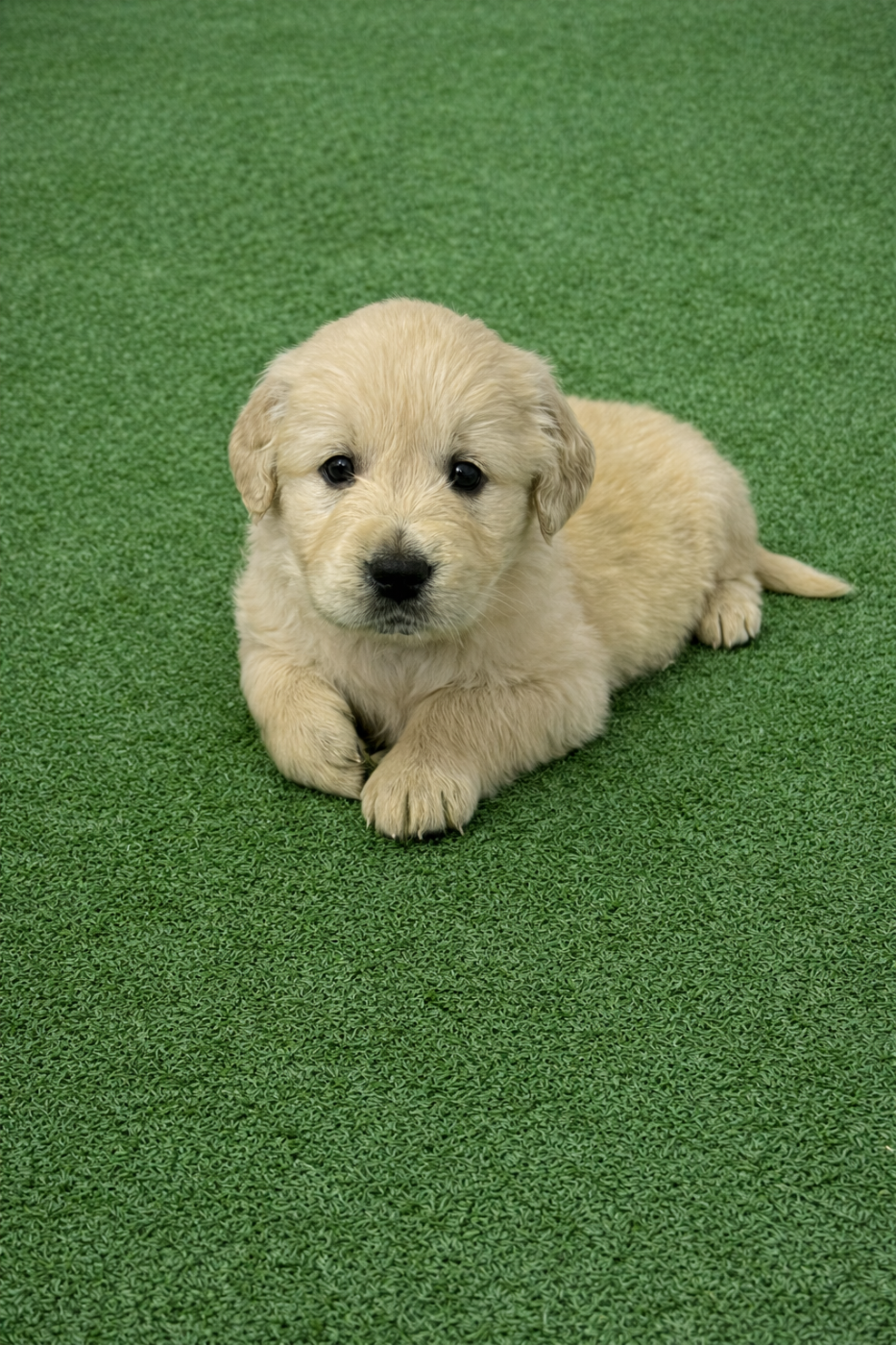 Verann Dolce - Chiots disponibles - Golden Retriever
