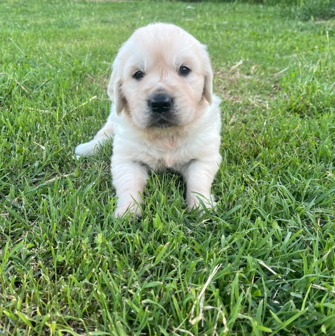 Verann Dolce - Chiots disponibles - Golden Retriever