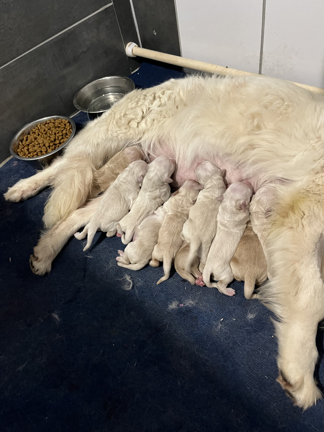 Verann Dolce - Chiots disponibles - Golden Retriever