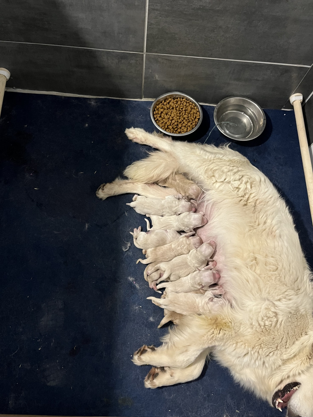 Verann Dolce - Chiots disponibles - Golden Retriever