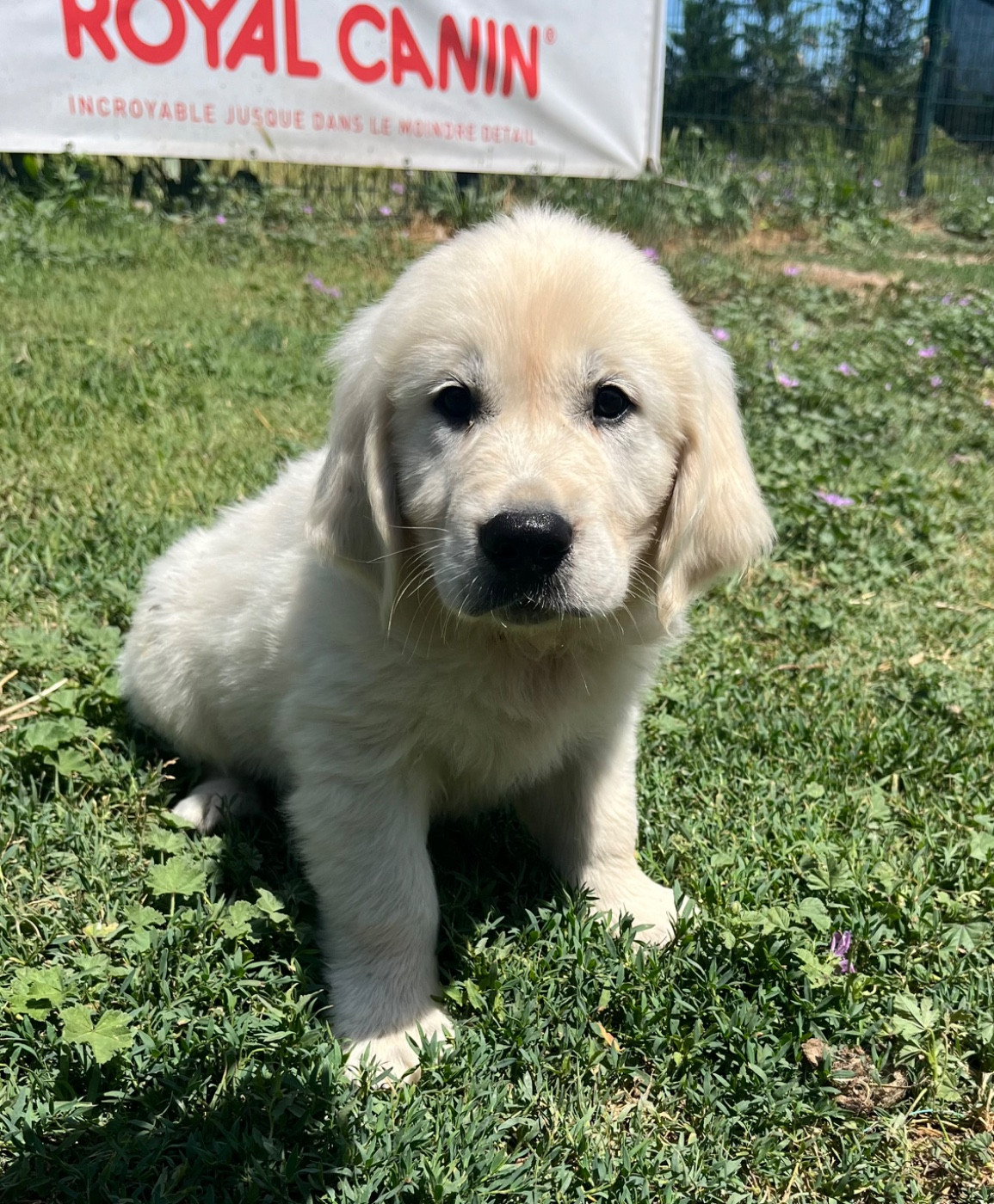 Verann Dolce - Chiots disponibles - Golden Retriever