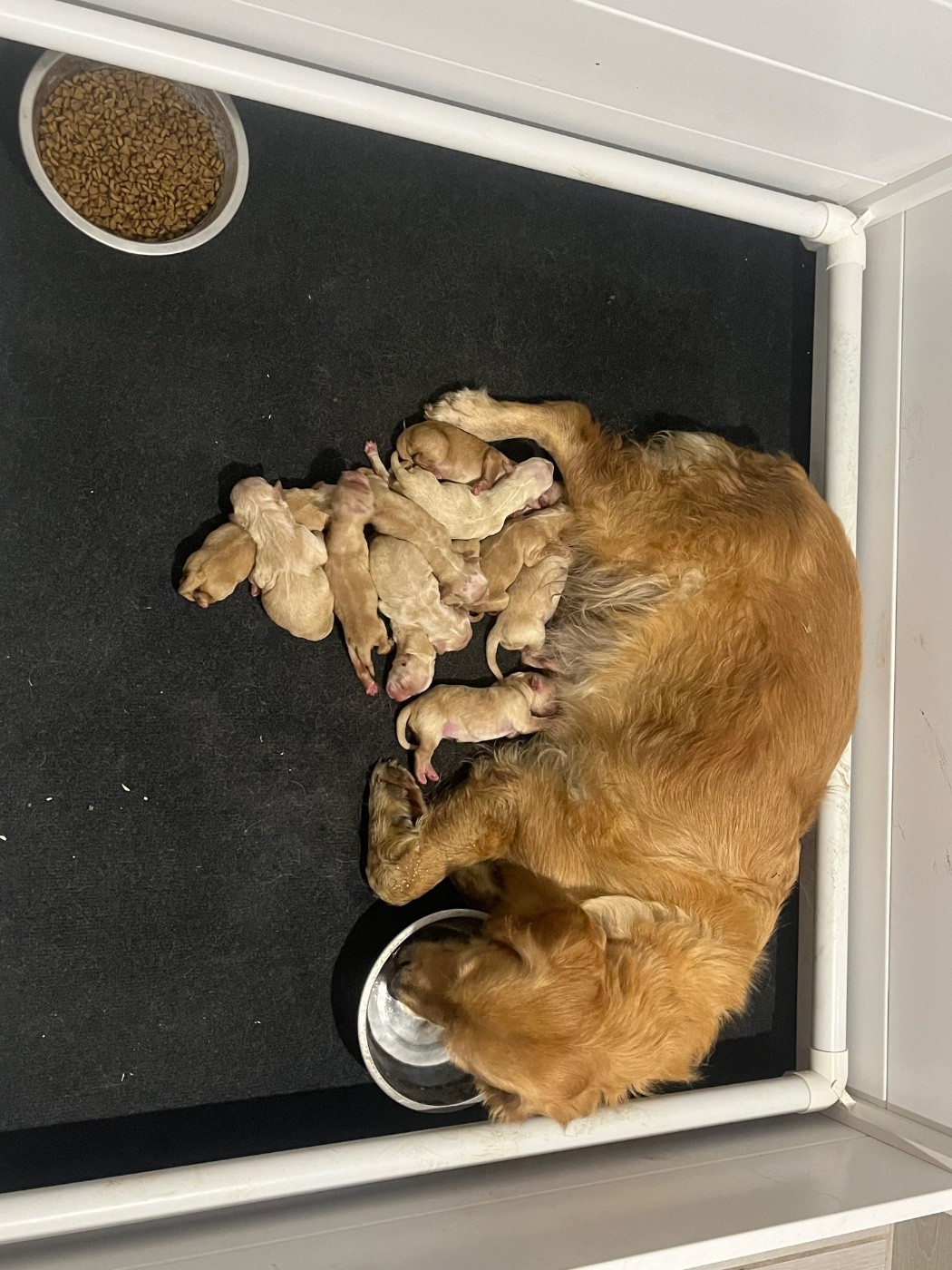 Verann Dolce - Chiots disponibles - Golden Retriever