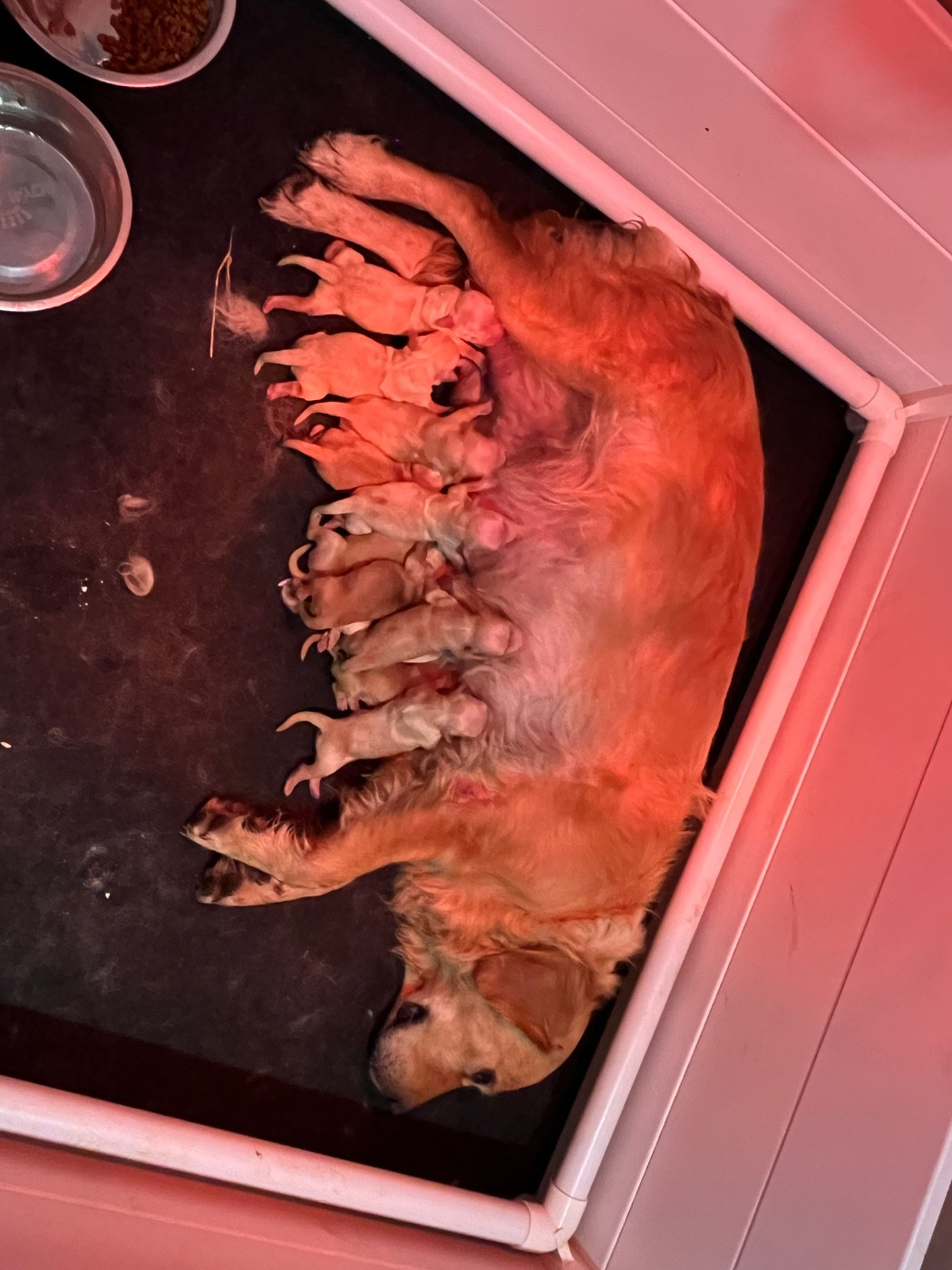 Verann Dolce - Chiots disponibles - Golden Retriever
