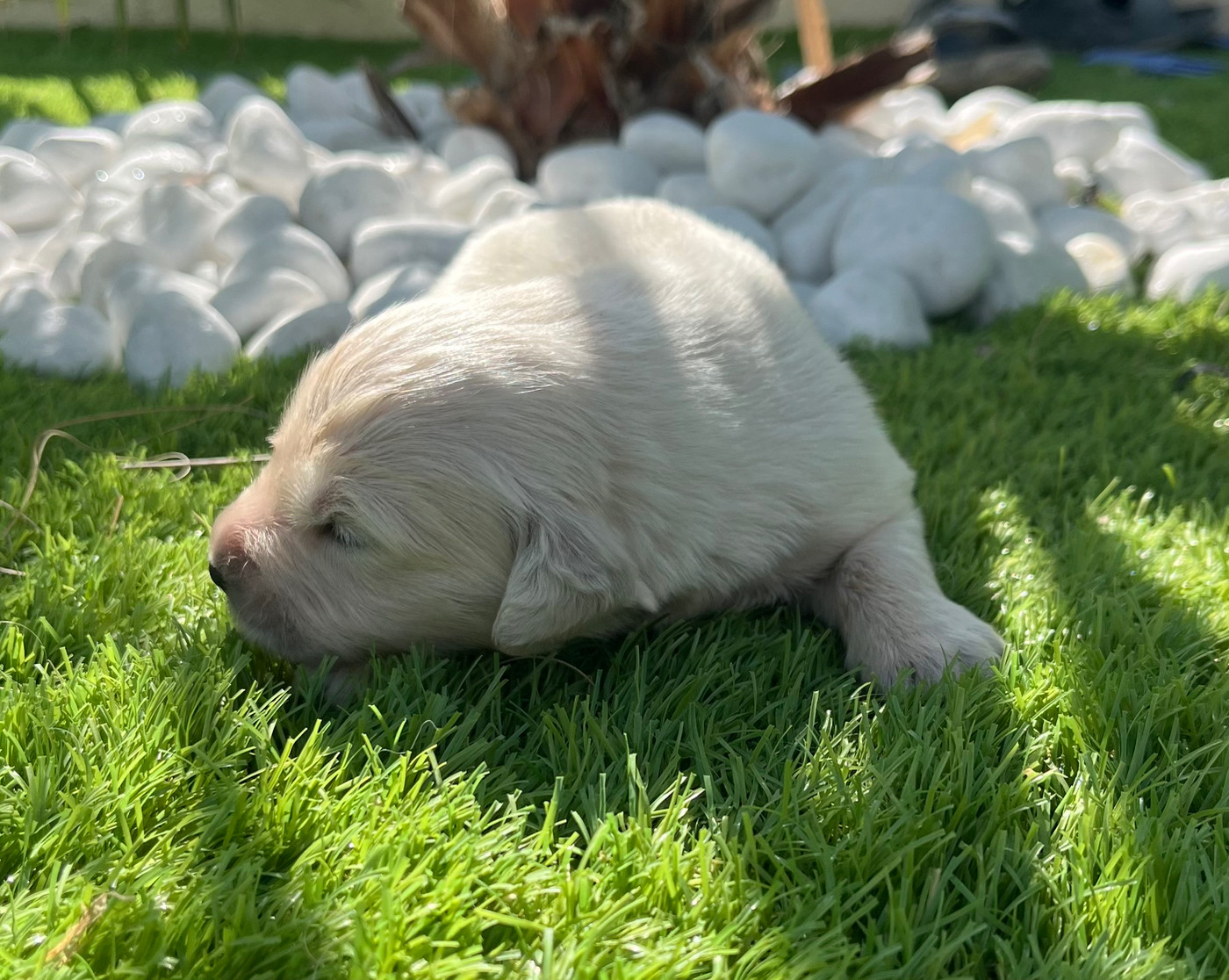 Verann Dolce - Chiots disponibles - Golden Retriever