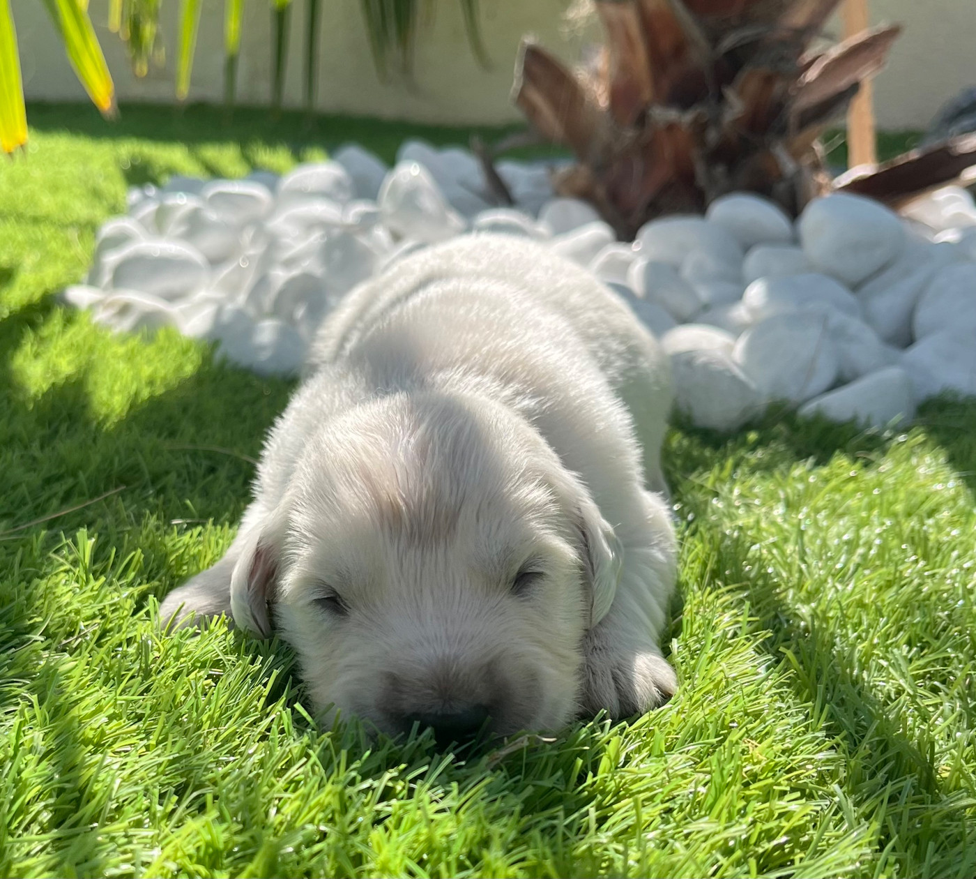 Verann Dolce - Chiots disponibles - Golden Retriever
