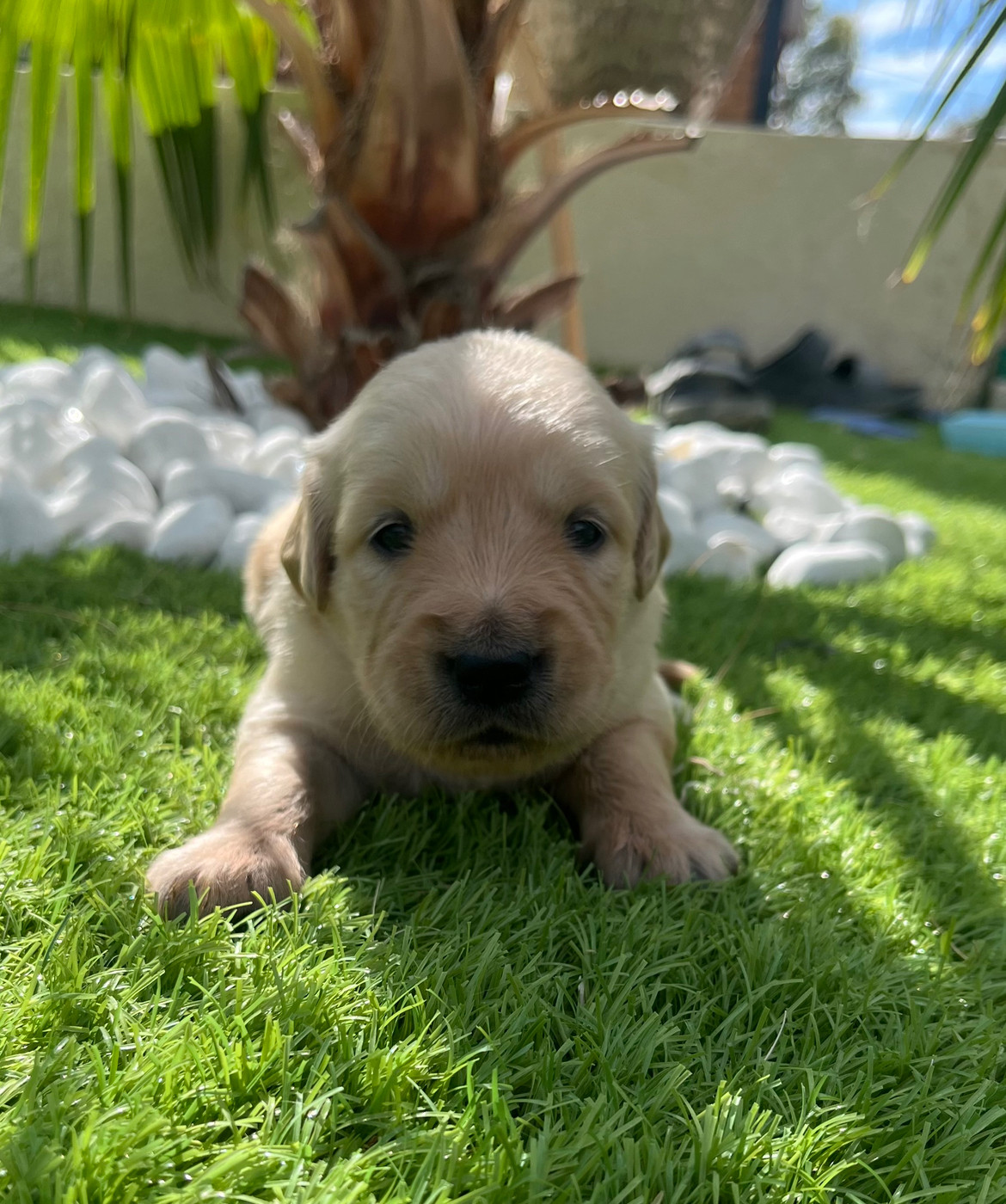 Verann Dolce - Chiots disponibles - Golden Retriever