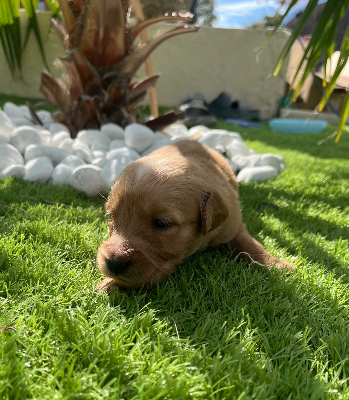Verann Dolce - Chiots disponibles - Golden Retriever