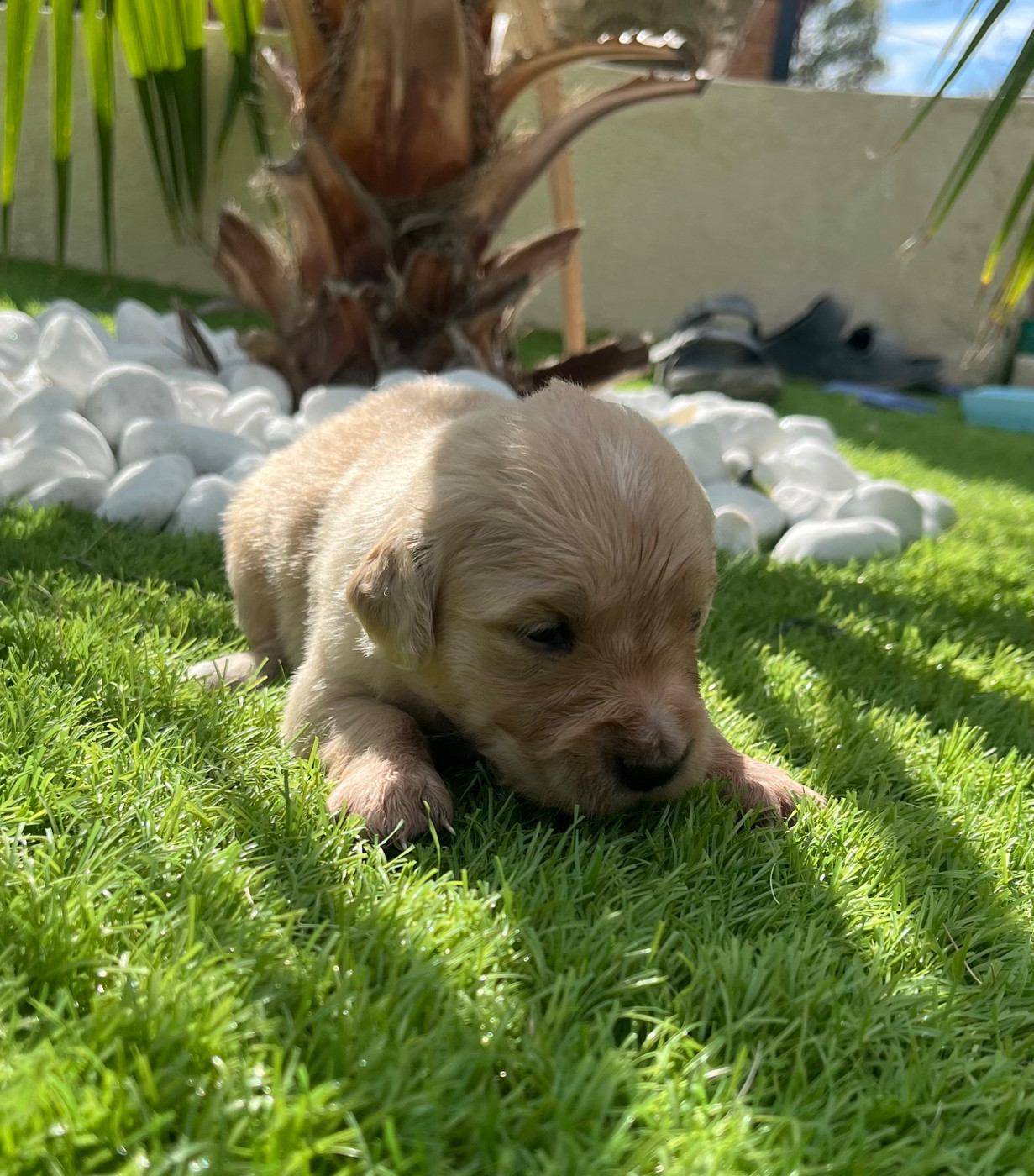 Verann Dolce - Chiots disponibles - Golden Retriever