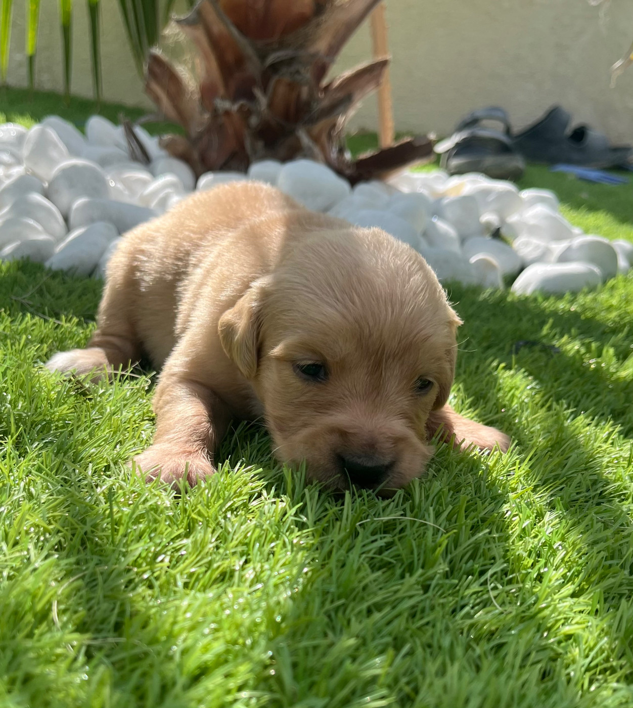 Verann Dolce - Chiots disponibles - Golden Retriever