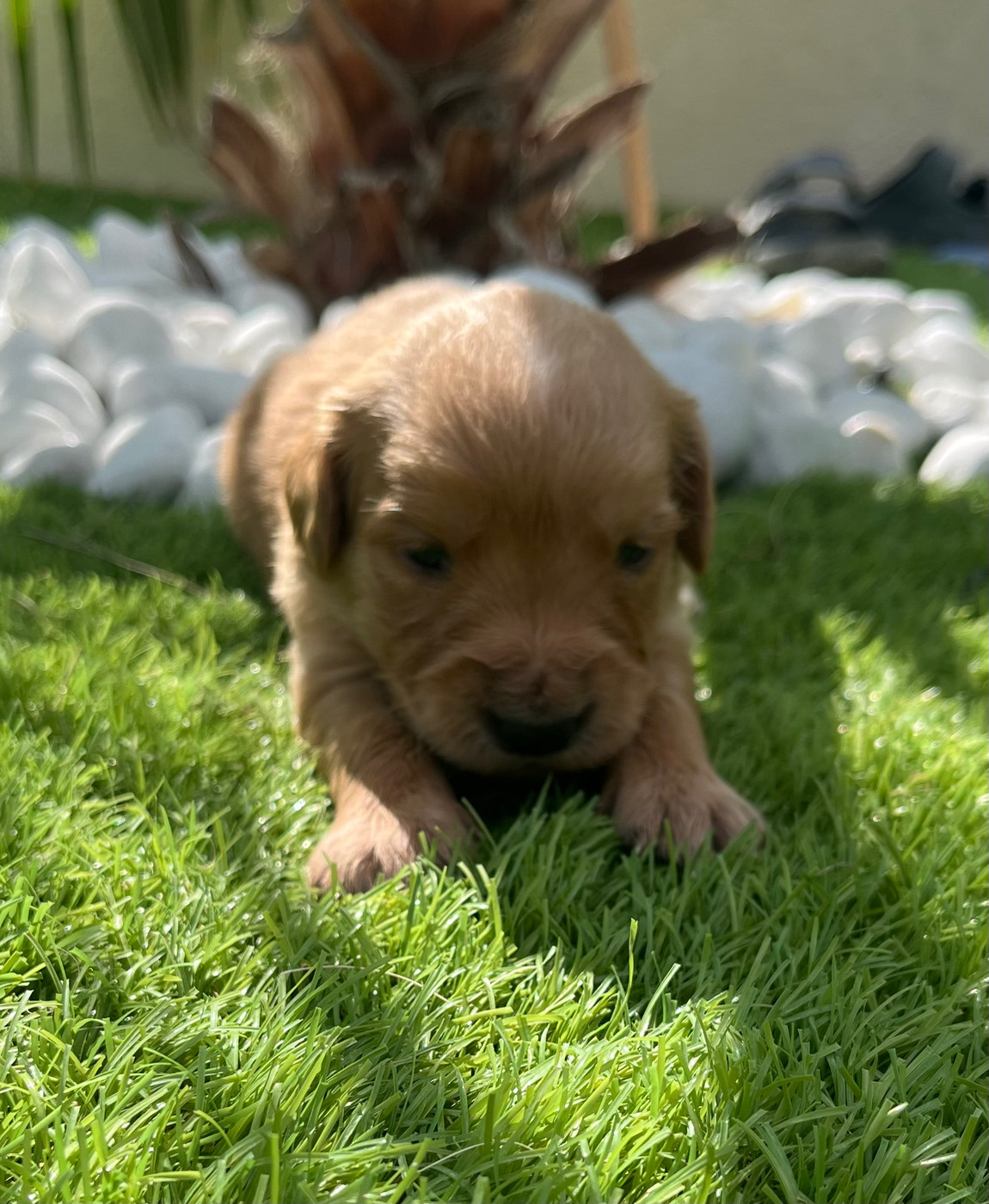 Verann Dolce - Chiots disponibles - Golden Retriever