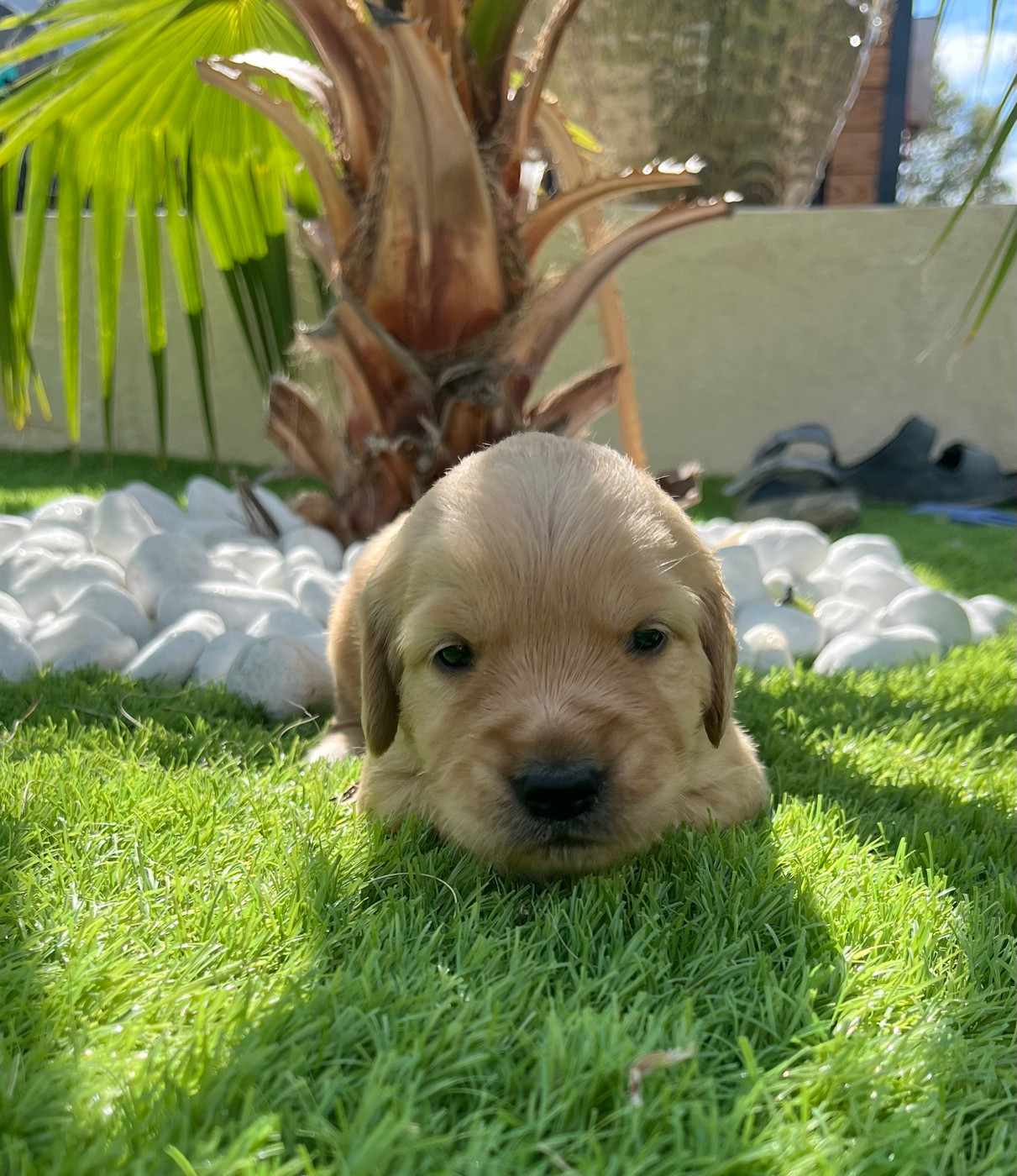 Verann Dolce - Chiots disponibles - Golden Retriever