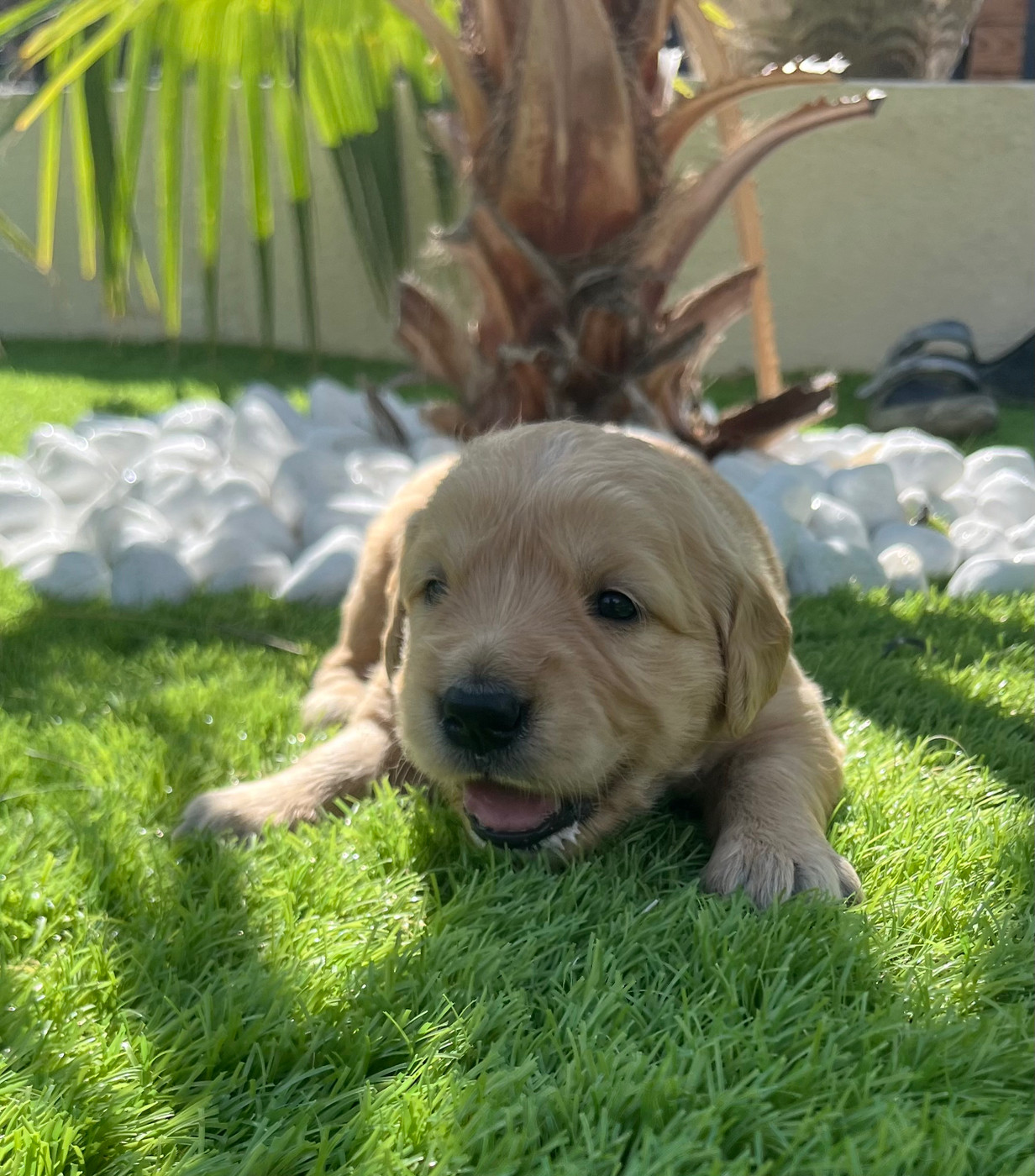 Verann Dolce - Chiots disponibles - Golden Retriever