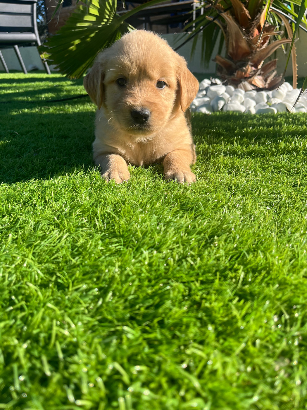 Verann Dolce - Chiots disponibles - Golden Retriever