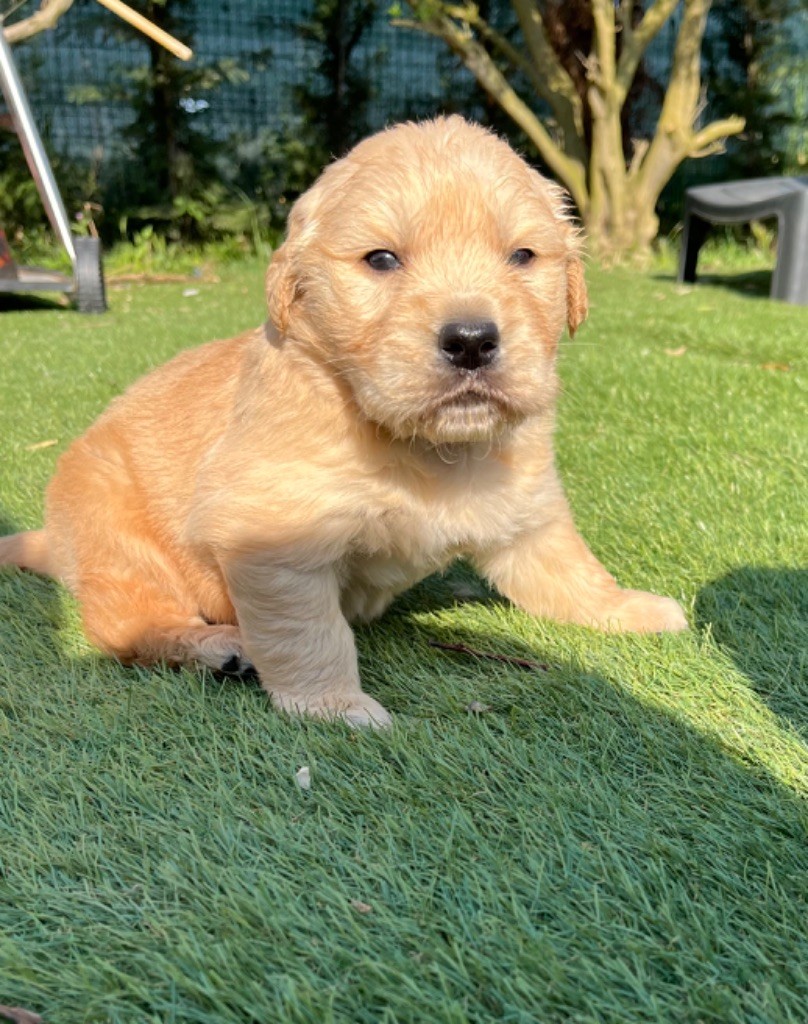 Verann Dolce - Chiots disponibles - Golden Retriever