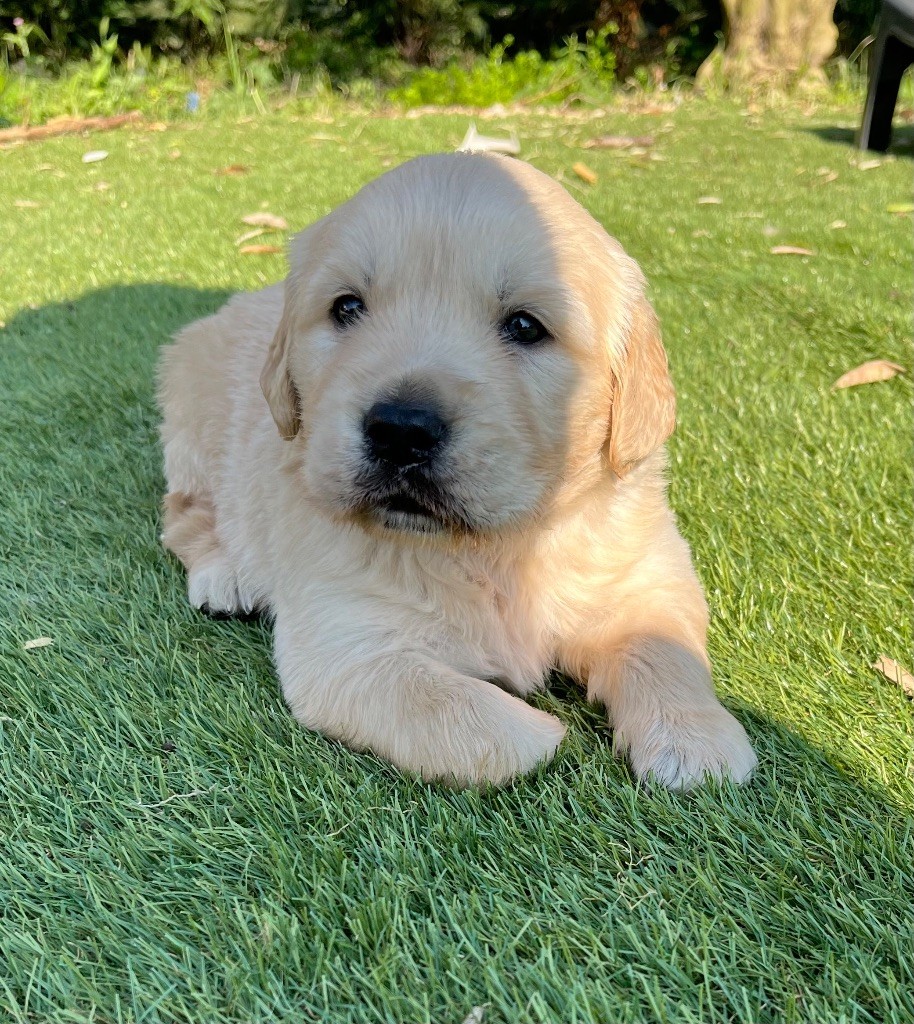 Verann Dolce - Chiots disponibles - Golden Retriever