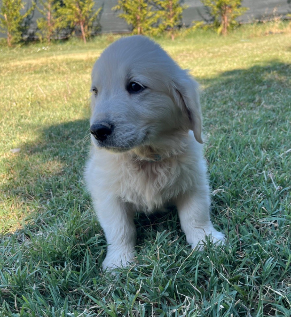 Verann Dolce - Chiots disponibles - Golden Retriever