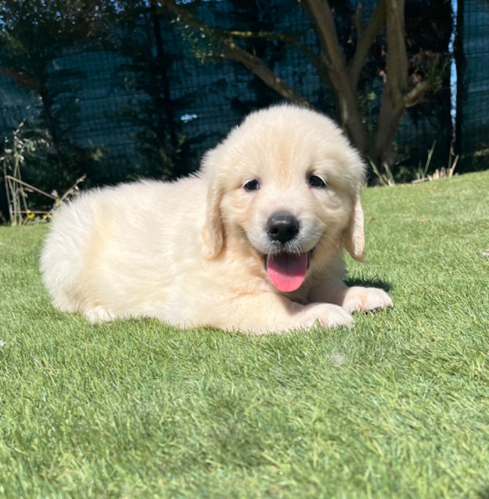 Verann Dolce - Chiots disponibles - Golden Retriever