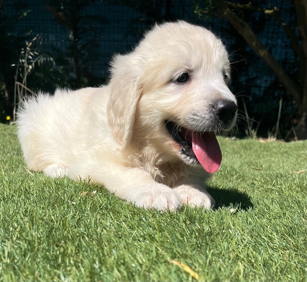 Verann Dolce - Chiots disponibles - Golden Retriever