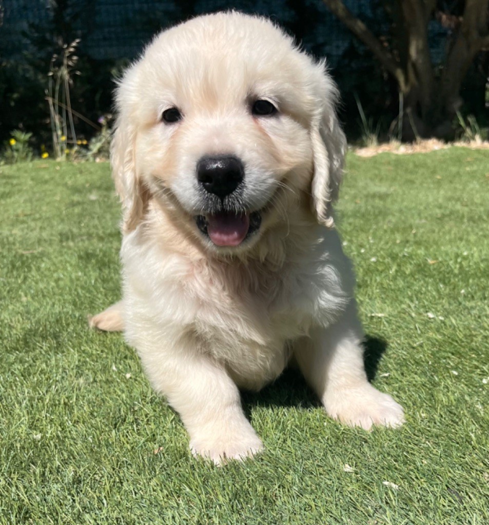 Verann Dolce - Chiots disponibles - Golden Retriever
