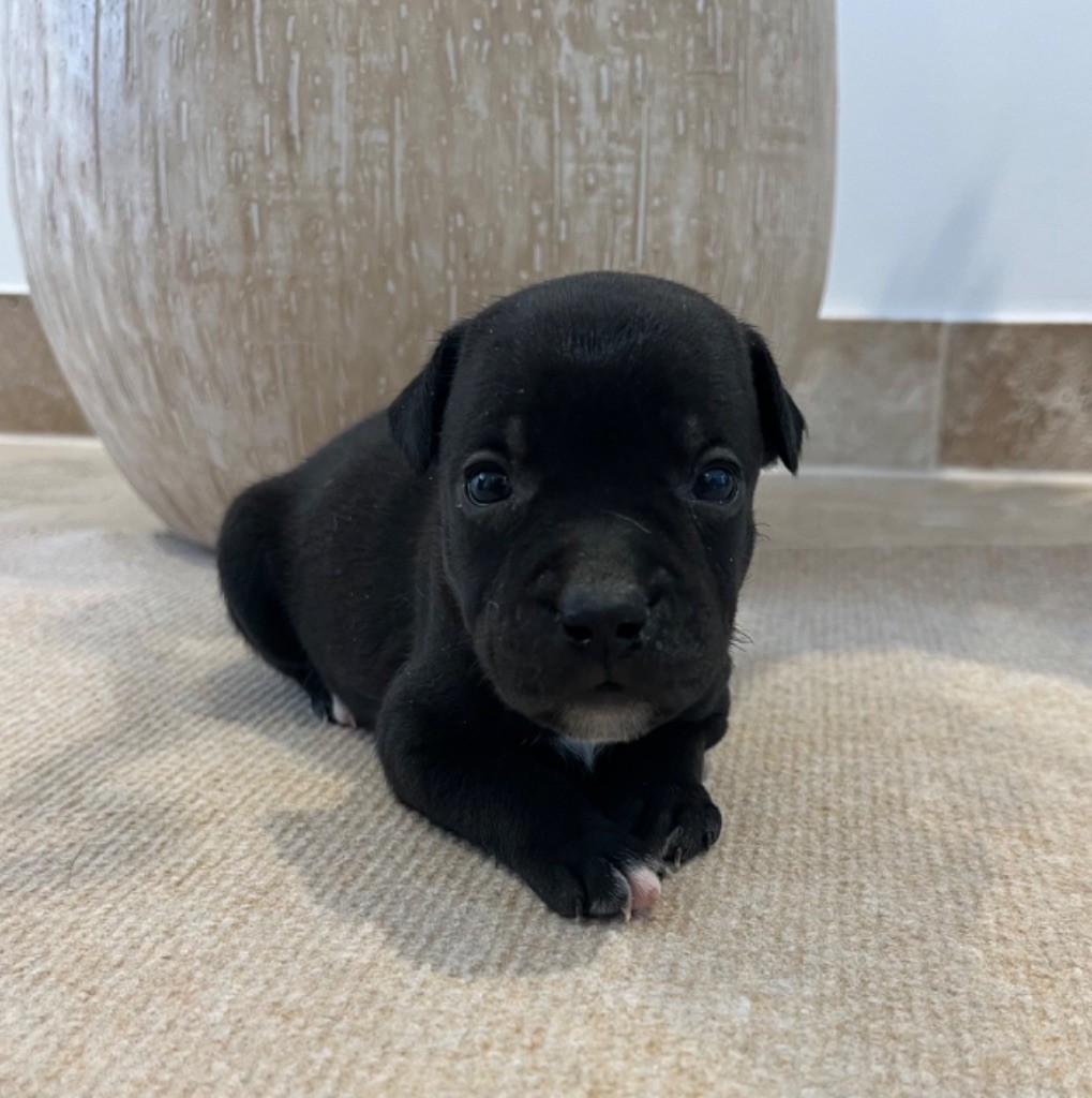 Verann Dolce - Chiots disponibles - Staffordshire Bull Terrier
