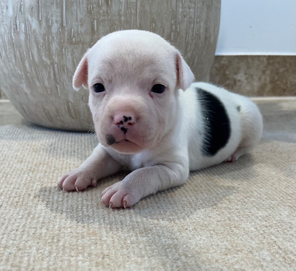 Verann Dolce - Chiots disponibles - Staffordshire Bull Terrier