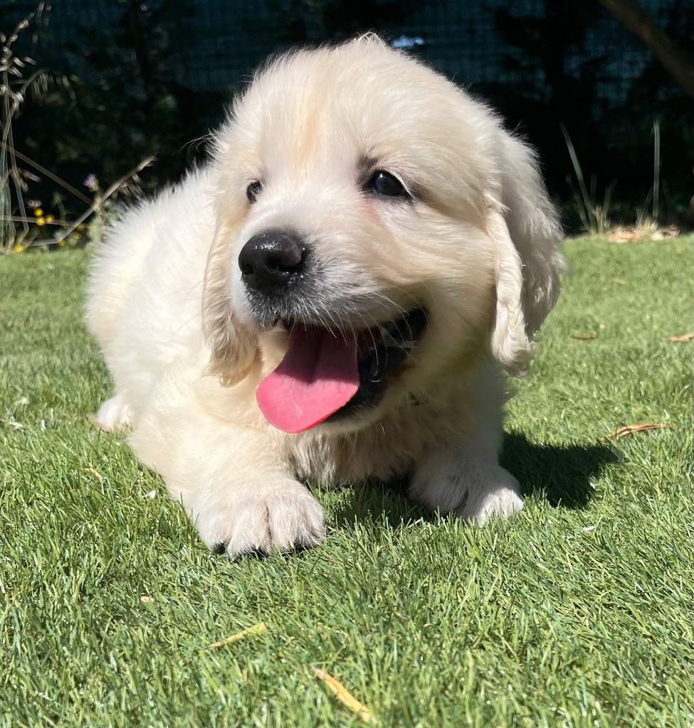 Verann Dolce - Chiots disponibles - Golden Retriever